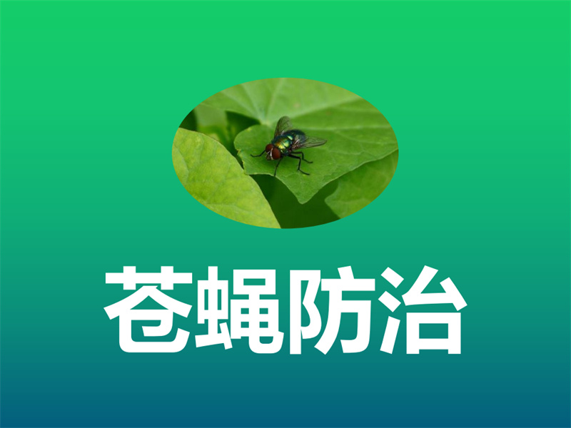 蒼蠅防治