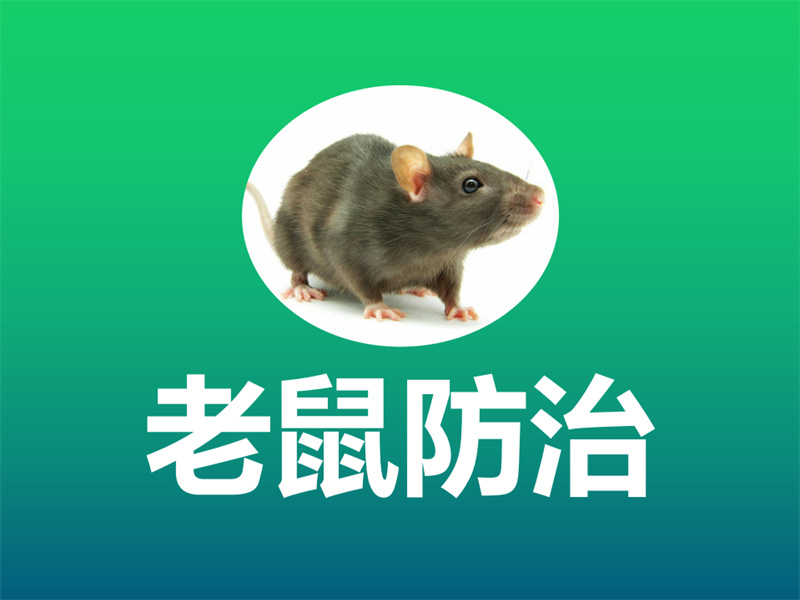 老鼠防治