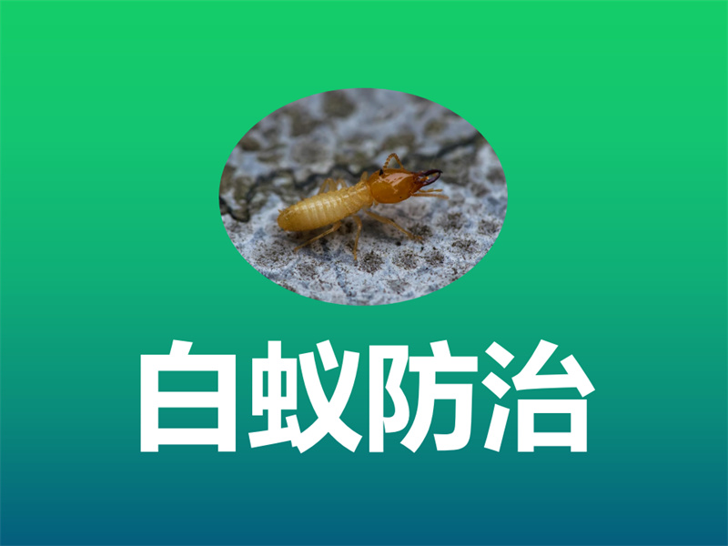 白蟻防治